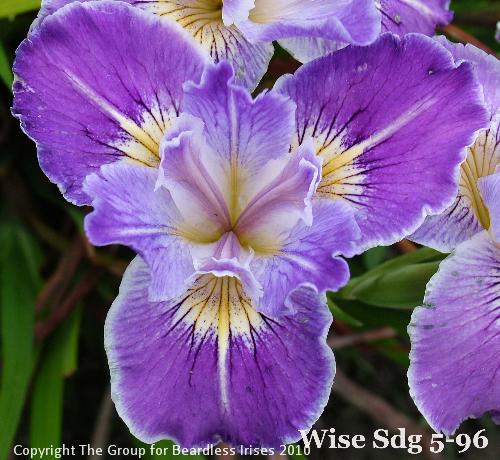 Wise Sdg 5-96 (1)